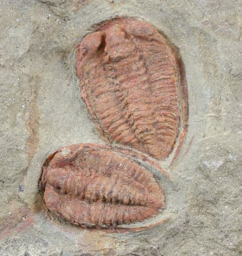 Pair of Orange Bathycheilus Trilobites - Zagora, Morocco #45093